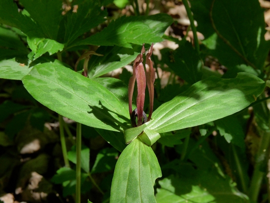 {Trillium lancifolium}